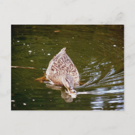 Niedliche Ente Fütternd Postkarte