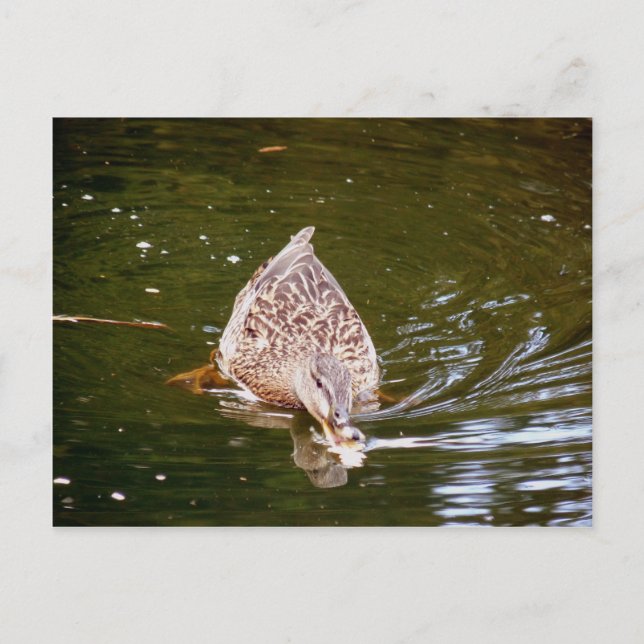 Niedliche Ente Fütternd Postkarte (Vorderseite)