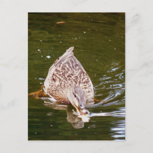 Niedliche Ente Fütternd Postkarte