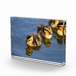 Niedliche Entlein Fotoblock