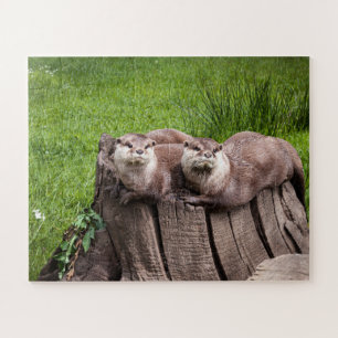 Niedliche Eurasian Otters Tierfotografie Puzzle