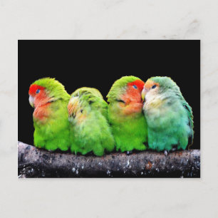 Niedliche farbenfrohe Papageien auf einem Ast Postkarte