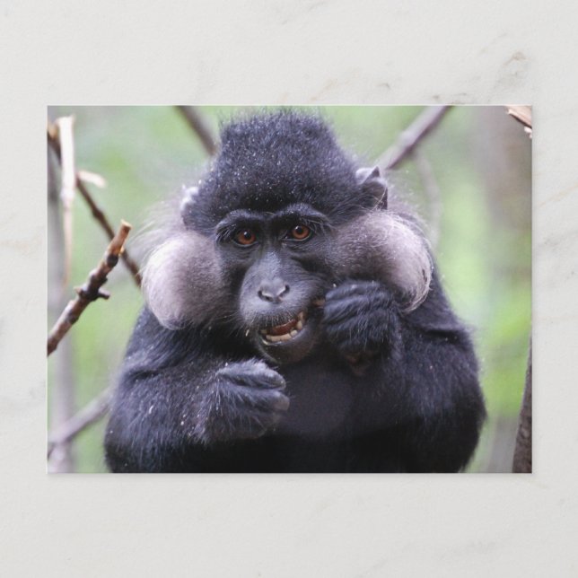 Niedliche Fauna Postkarte (Vorderseite)