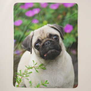 Niedliche Fawn Colown Mops Puppy Dog Face Pet Foto Sherpadecke
