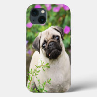 Niedliche Fawn farbige Mops Puppy Dog Face Pet Fot