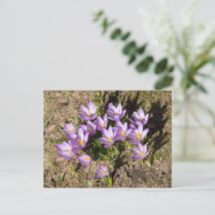 Niedliche Federhäkchen Postkarte