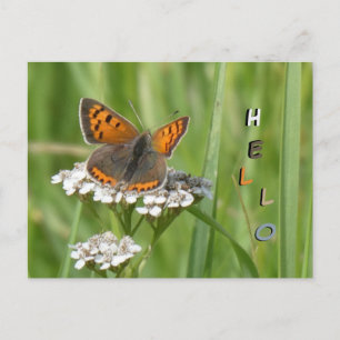 Niedliche Feuerschmetterlingskust. HELLO Postcard Postkarte