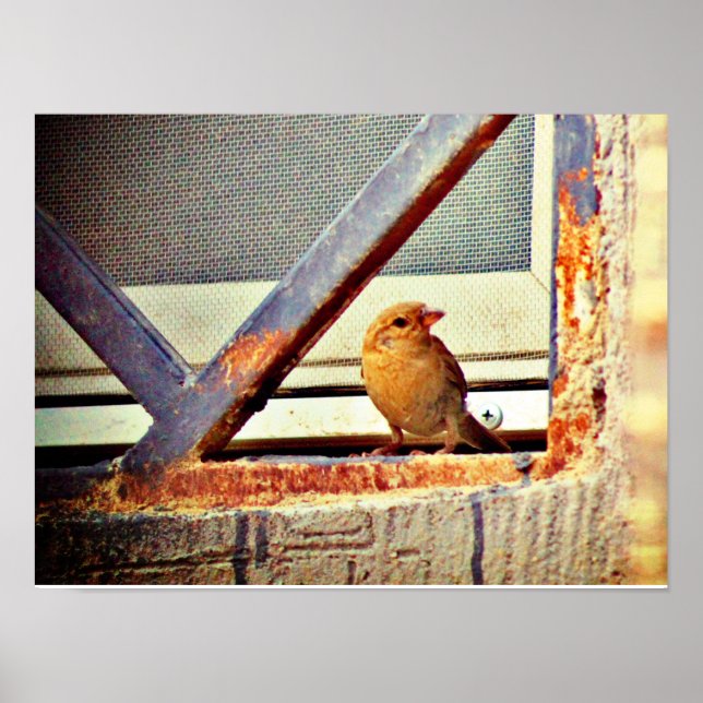 Niedliche Finte Poster (Vorne)