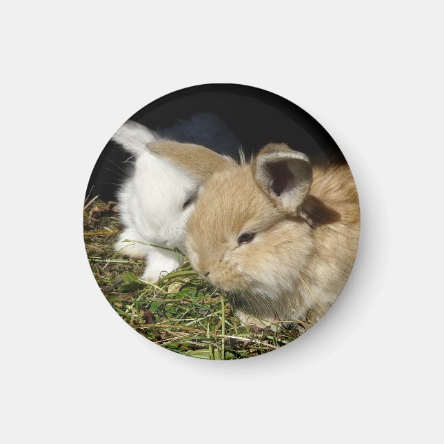 Niedliche, flauschige Bundsen Magnet (Vorne)