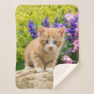 Niedliche Fluffy Ginger Baby Cat Kitten in Blume H Sherpadecke