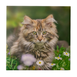 Niedliche Fluffy Maine Coon Kitten Cat Animal Foto Fliese