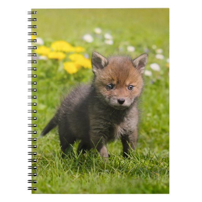 Niedliche Fluffy Red Fox Cub Baby Animal, Fotocove Notizblock (Vorderseite)