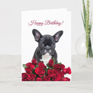Niedliche französische Bulldog Happy Birthday Rote Karte