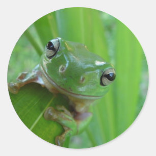 Niedliche Froschkleber Runder Aufkleber
