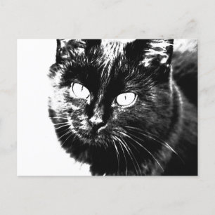 Niedliche Funky Black Cat Kitten Eyes Sketch Postkarte