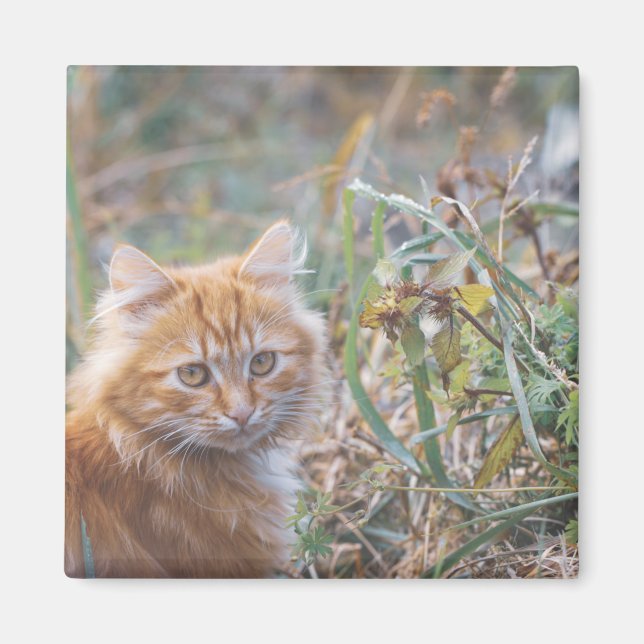 Niedliche Funky Ginger Cat Kitten Face Magnet (Vorne)