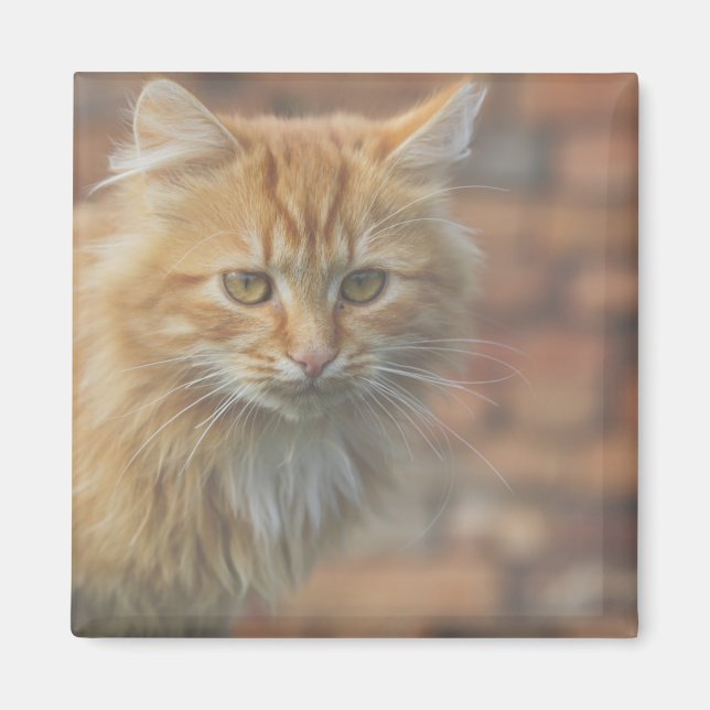Niedliche Funky Ginger Cat Kitten Face Magnet (Vorne)