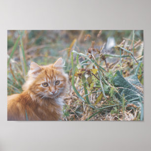 Niedliche Funky Ginger Cat Kitten Face Poster