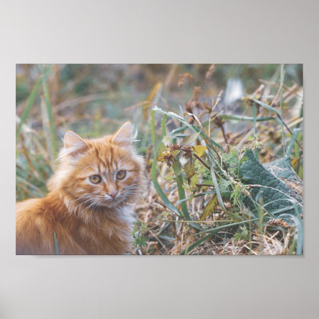 Niedliche Funky Ginger Cat Kitten Face Poster (Vorne)