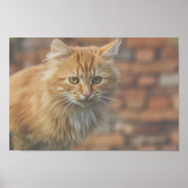 Niedliche Funky Ginger Cat Kitten Face Poster (Vorne)
