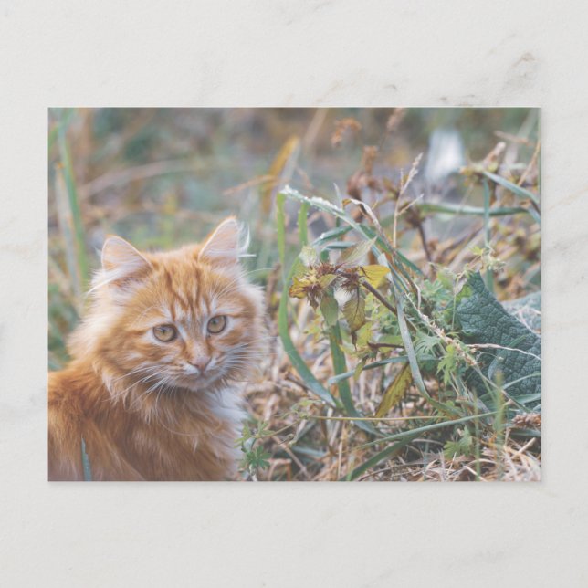Niedliche Funky Ginger Cat Kitten Face Postkarte (Vorderseite)