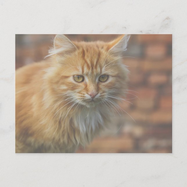 Niedliche Funky Ginger Cat Kitten Face Postkarte (Vorderseite)