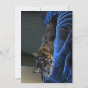 Niedliche Funny Maine Coon Cat Dreaming