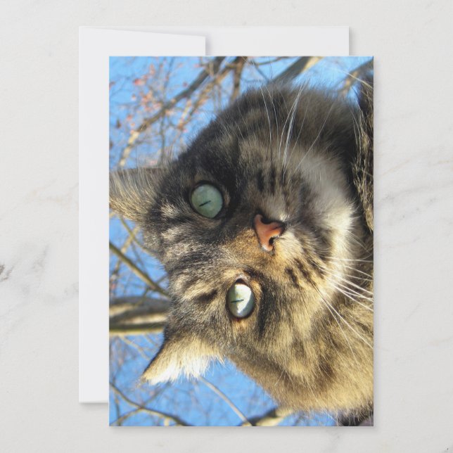 Niedliche Funny Maine Coon Kitty Fuzzy Face (Vorderseite)