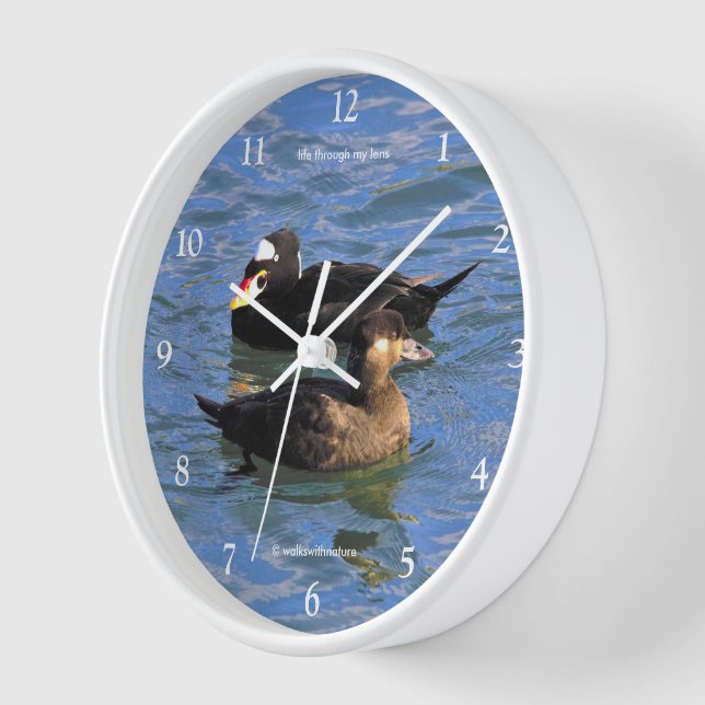 Niedliche Funny Surf Scoter Enten Schwimmen am Pie Uhr (Winkel)