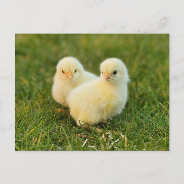 Niedliche Fuzzy Baby Chicks - Funny Farm Animes Postkarte (Vorderseite)