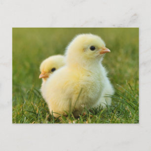 Niedliche Fuzzy Baby Chicks - Funny Farm Animes Postkarte