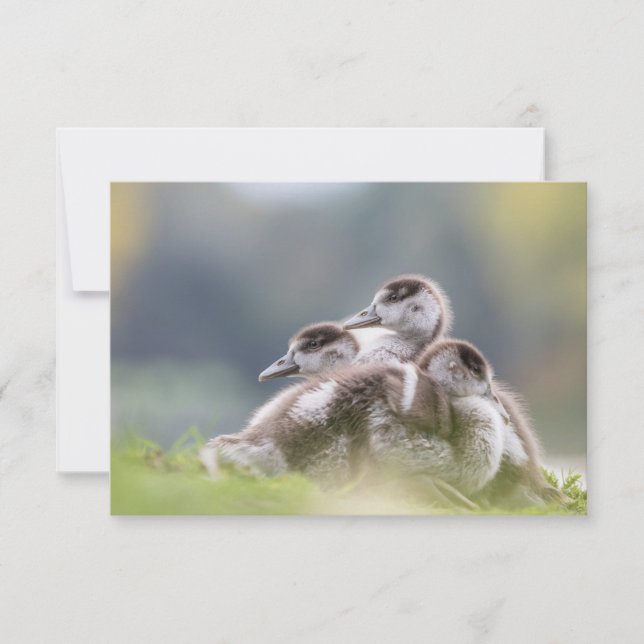 Niedliche Gänse Chicks Nature Foto (Vorderseite)