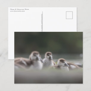 Niedliche Gänse Chicks Nature Foto Postkarte