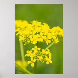 Niedliche gelbe Blumen im Frühlingstag Poster