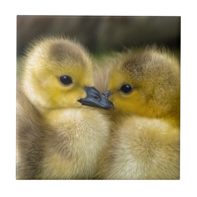 Niedliche gelbe flaumige Entlein, Baby-Enten Fliese (Vorderseite)