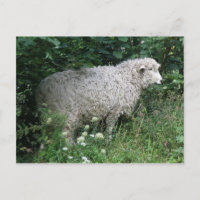 Niedliche gierige Schafe essen Postkarte