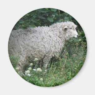 Niedliche Giftschaf Magnet