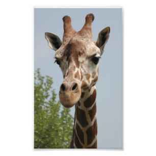 Niedliche Giraffe Fotodruck