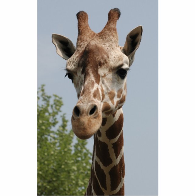 Niedliche Giraffe Freistehende Fotoskulptur (Vorne)