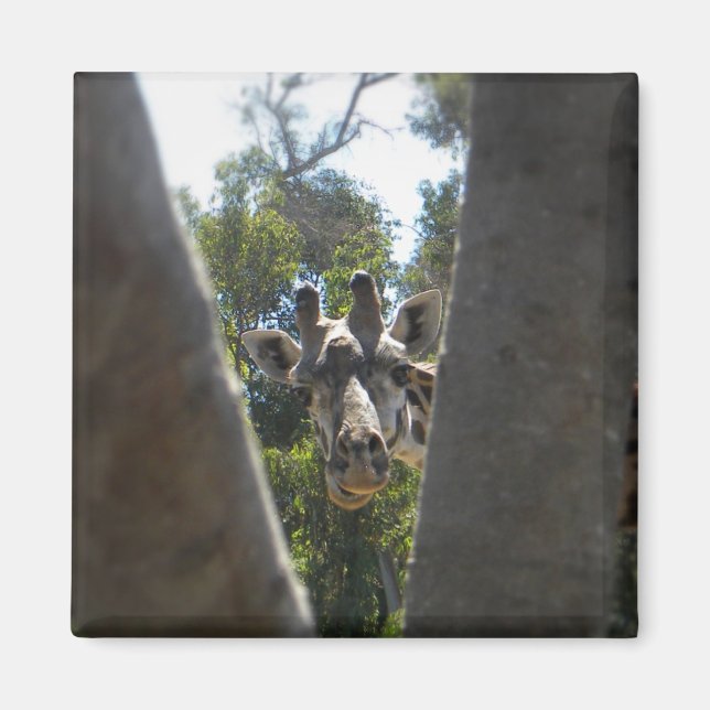 Niedliche Giraffe Nahaufnahme Kühlschrankmagnet Magnet (Vorne)