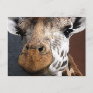 Niedliche Giraffe Postkarte