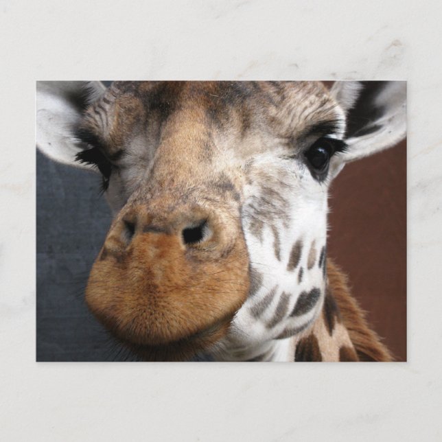 Niedliche Giraffe Postkarte (Vorderseite)