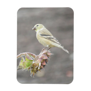 Niedliche Goldfinch mit Saatmagnet Magnet