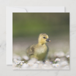Niedliche Gosling Wildlife Foto-Karte