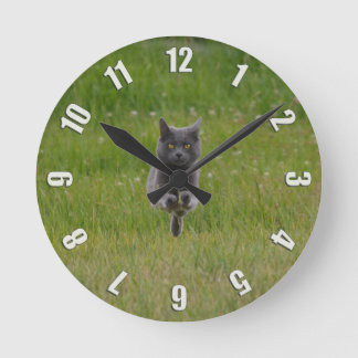 Niedliche graue Bauernhof-Katze, die über grünes Runde Wanduhr