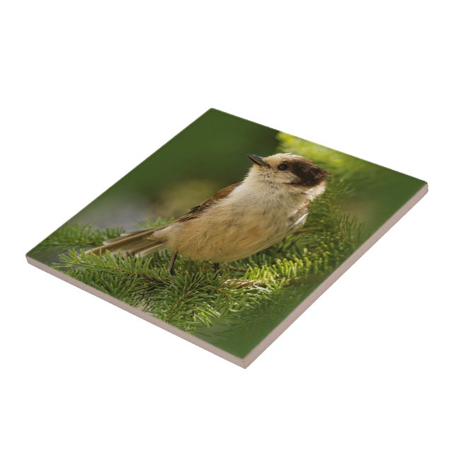 Niedliche graue Jay / Whiskeyjack Songbird auf Tan Fliese (Seite)