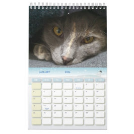 niedliche graue Katzenjacke Fotos 2025 Kalender
