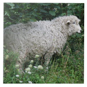 Niedliche, graue Schafe, die Tile essen Fliese