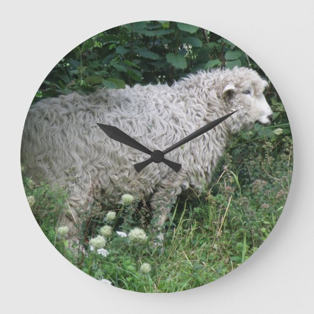 Niedliche graue Schafe essen Wall Uhr (Vorderseite)