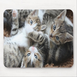Niedliche graue Tricolor Kätzchen/Füge das Foto de Mousepad